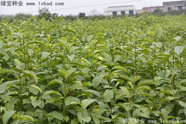 <a href='http://www.njszjj.com/linmuzhongzi/1822.html' target='_blank'>樂昌含笑種子</a>