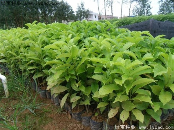 樂昌<a href='http://www.njszjj.com/linmuzhongzi/1802.html' target='_blank'>含笑種子</a>