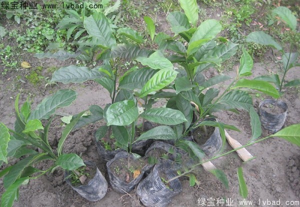 樂昌<a href='http://www.njszjj.com/linmuzhongzi/1802.html' target='_blank'>含笑</a><a href='http://www.njszjj.com/' target='_blank'>種子</a>