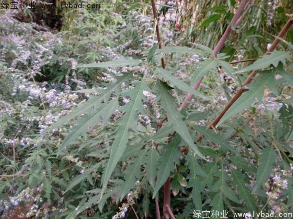 <a href='http://www.njszjj.com/linmuzhongzi/1824.html' target='_blank'>荊條</a><a href='http://www.njszjj.com/' target='_blank'>種子</a>