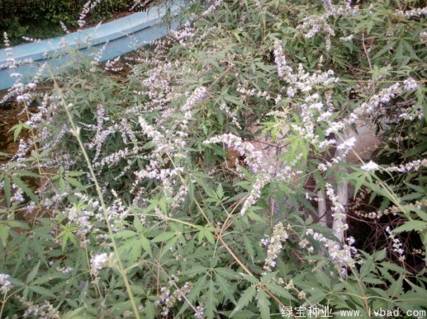 荊條<a href='http://www.njszjj.com/' target='_blank'>種子</a>