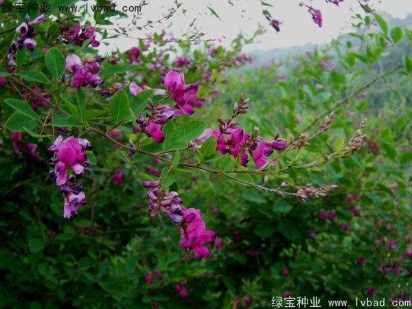 <a href='http://www.njszjj.com/linmuzhongzi/1826.html' target='_blank'>胡枝子種子</a>
