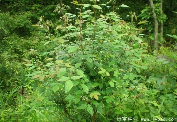 <a href='http://www.njszjj.com/linmuzhongzi/1826.html' target='_blank'>胡枝子</a><a href='http://www.njszjj.com/' target='_blank'>種子</a>