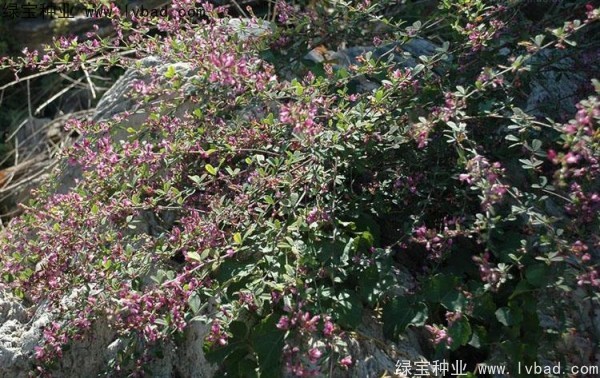 <a href='http://www.njszjj.com/linmuzhongzi/1826.html' target='_blank'>胡枝子種子</a>