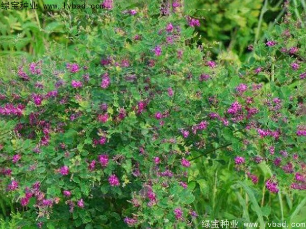 <a href='http://www.njszjj.com/linmuzhongzi/1826.html' target='_blank'>胡枝子種子</a>