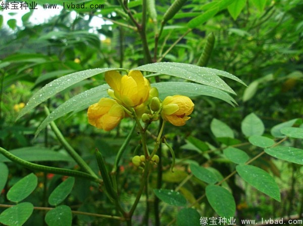 <a href='http://www.njszjj.com/linmuzhongzi/1827.html' target='_blank'>望江南種子</a>