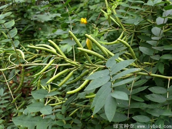 <a href='http://www.njszjj.com/linmuzhongzi/1827.html' target='_blank'>望江南種子</a>
