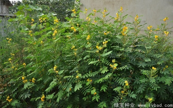 <a href='http://www.njszjj.com/linmuzhongzi/1827.html' target='_blank'>望江南</a><a href='http://www.njszjj.com/' target='_blank'>種子</a>