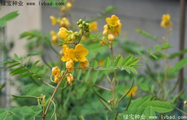 望江南<a href='http://www.njszjj.com/' target='_blank'>種子</a>