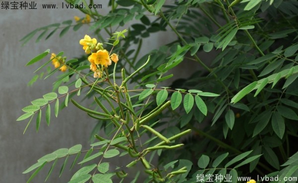 <a href='http://www.njszjj.com/linmuzhongzi/1827.html' target='_blank'>望江南種子</a>
