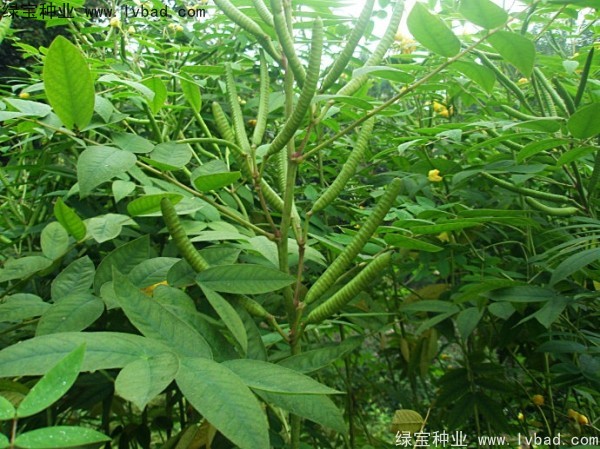 <a href='http://www.njszjj.com/linmuzhongzi/1827.html' target='_blank'>望江南</a><a href='http://www.njszjj.com/' target='_blank'>種子</a>