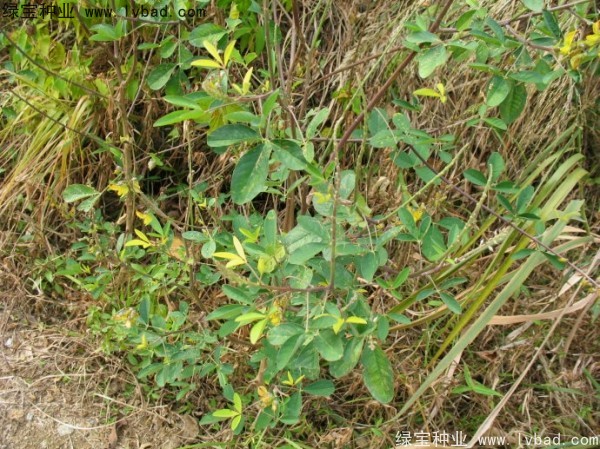 <a href='http://www.njszjj.com/linmuzhongzi/22484.html' target='_blank'>豬屎豆種子</a>