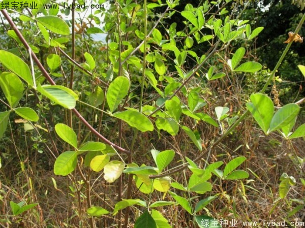 豬屎豆<a href='http://www.njszjj.com/' target='_blank'>種子</a>