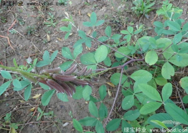 <a href='http://www.njszjj.com/linmuzhongzi/22484.html' target='_blank'>豬屎豆</a><a href='http://www.njszjj.com/' target='_blank'>種子</a>