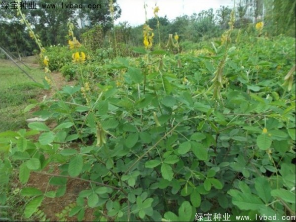 <a href='http://www.njszjj.com/linmuzhongzi/22484.html' target='_blank'>豬屎豆</a><a href='http://www.njszjj.com/' target='_blank'>種子</a>
