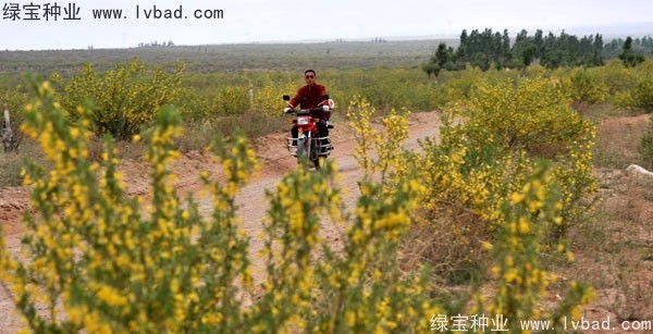 <a href='http://www.njszjj.com/linmuzhongzi/1829.html' target='_blank'>檸條種子</a>