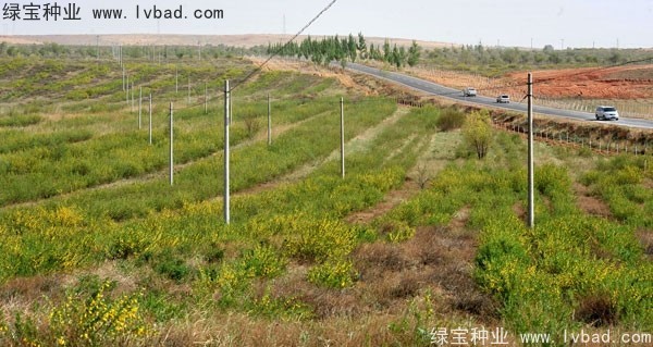 <a href='http://www.njszjj.com/linmuzhongzi/1829.html' target='_blank'>檸條種子</a>