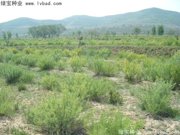 <a href='http://www.njszjj.com/linmuzhongzi/1829.html' target='_blank'>檸條</a><a href='http://www.njszjj.com/' target='_blank'>種子</a>