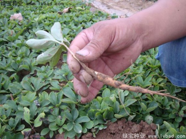 <a href='http://www.njszjj.com/linmuzhongzi/1830.html' target='_blank'>芍藥種子</a>