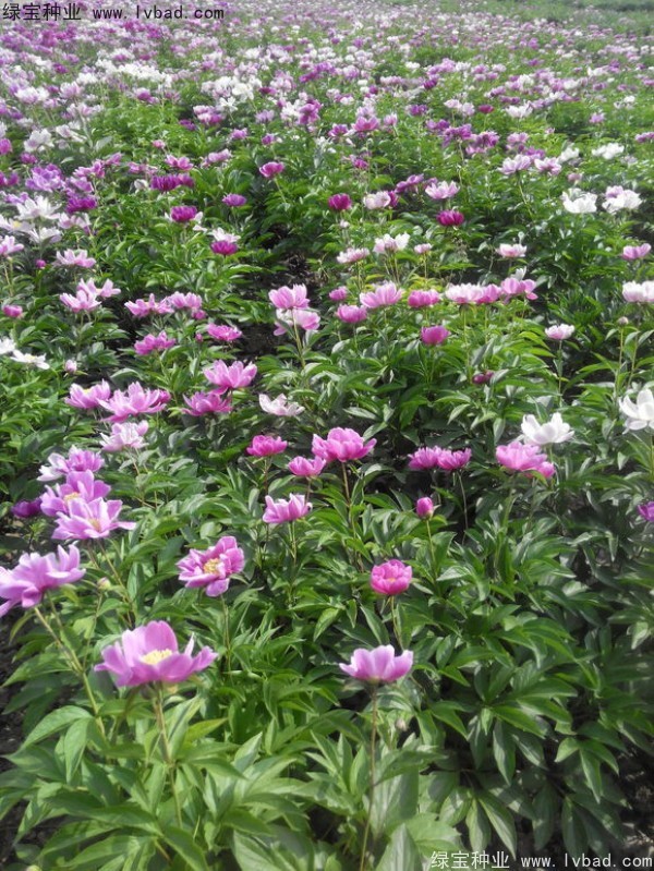 <a href='http://www.njszjj.com/linmuzhongzi/1830.html' target='_blank'>芍藥種子</a>