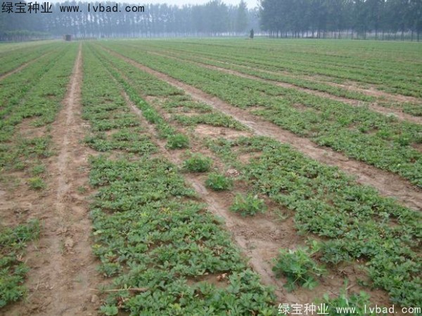 <a href='http://www.njszjj.com/linmuzhongzi/1830.html' target='_blank'>芍藥種子</a>