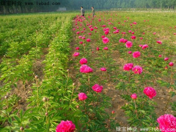 芍藥<a href='http://www.njszjj.com/' target='_blank'>種子</a>