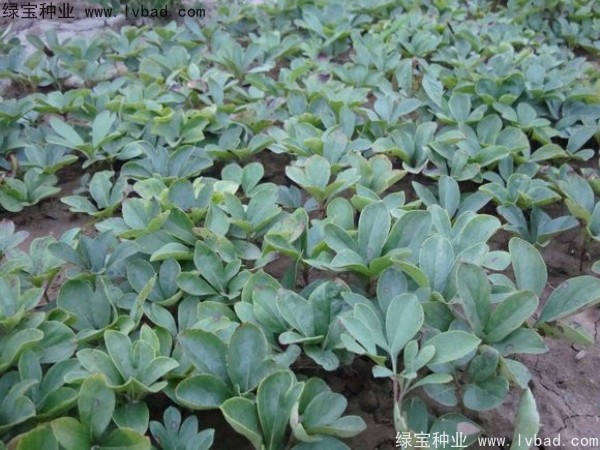 芍藥<a href='http://www.njszjj.com/' target='_blank'>種子</a>