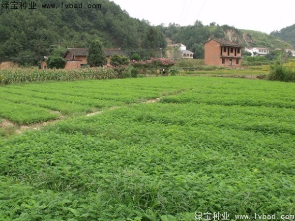<a href='http://www.njszjj.com/linmuzhongzi/1831.html' target='_blank'>紫穗槐種子</a>