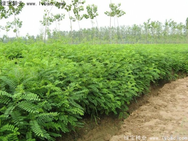 紫穗槐<a href='http://www.njszjj.com/' target='_blank'>種子</a>