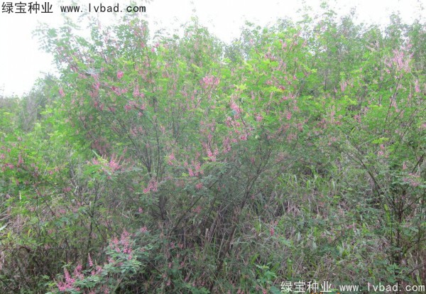 <a href='http://www.njszjj.com/linmuzhongzi/1832.html' target='_blank'>多花木蘭種子</a>