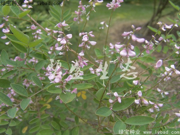 <a href='http://www.njszjj.com/linmuzhongzi/1832.html' target='_blank'>多花木蘭種子</a>
