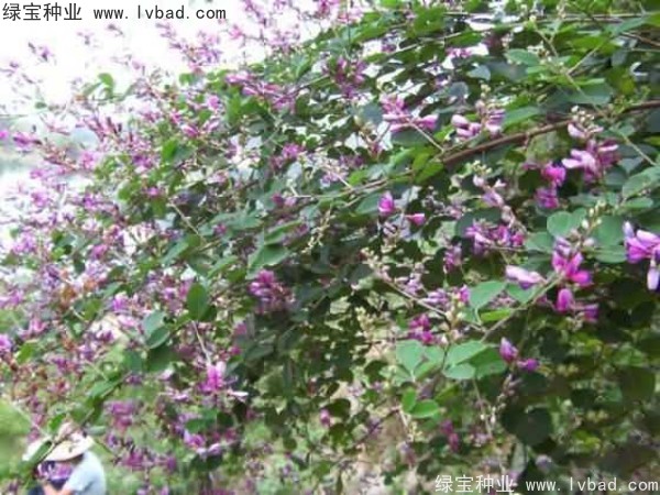 <a href='http://www.njszjj.com/linmuzhongzi/1832.html' target='_blank'>多花木蘭</a><a href='http://www.njszjj.com/' target='_blank'>種子</a>