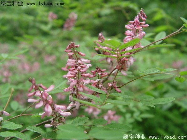<a href='http://www.njszjj.com/linmuzhongzi/1832.html' target='_blank'>多花木蘭種子</a>