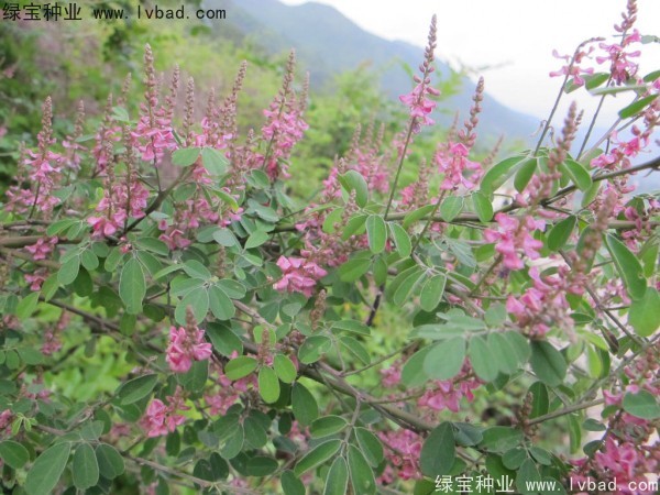 多花木蘭<a href='http://www.njszjj.com/' target='_blank'>種子</a>