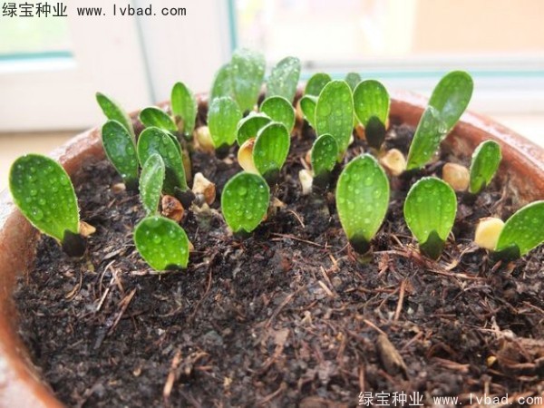 <a href='http://www.njszjj.com/linmuzhongzi/1833.html' target='_blank'>君子蘭種子</a>