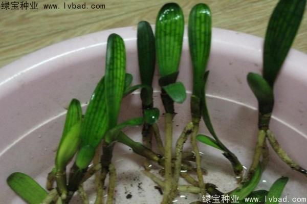 <a href='http://www.njszjj.com/linmuzhongzi/1833.html' target='_blank'>君子蘭種子</a>