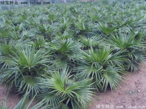 蒲葵<a href='http://www.njszjj.com/' target='_blank'>種子</a>
