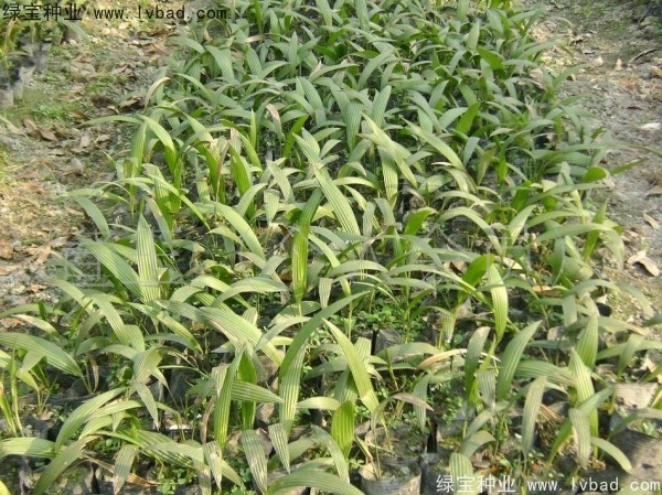 <a href='http://www.njszjj.com/linmuzhongzi/1834.html' target='_blank'>蒲葵種子</a>