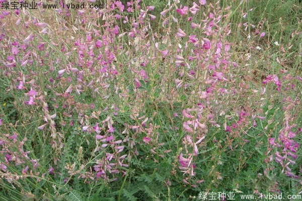 <a href='http://www.njszjj.com/linmuzhongzi/1835.html' target='_blank'>紅豆種子</a>
