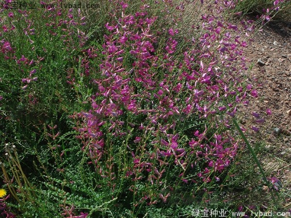 <a href='http://www.njszjj.com/linmuzhongzi/1835.html' target='_blank'>紅豆</a><a href='http://www.njszjj.com/' target='_blank'>種子</a>
