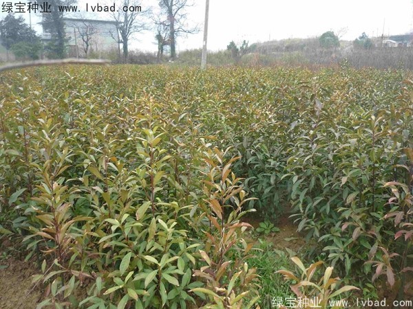 <a href='http://www.njszjj.com/linmuzhongzi/1838.html' target='_blank'>杜英種子</a>