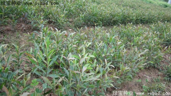 <a href='http://www.njszjj.com/linmuzhongzi/1838.html' target='_blank'>杜英種子</a>