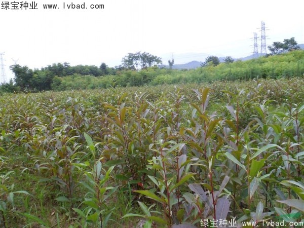 杜英<a href='http://www.njszjj.com/' target='_blank'>種子</a>