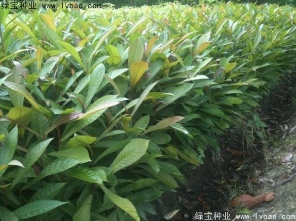 <a href='http://www.njszjj.com/linmuzhongzi/1838.html' target='_blank'>杜英種子</a>
