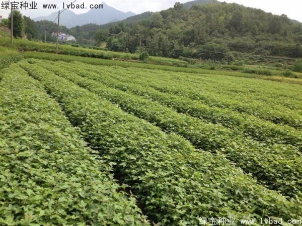 <a href='http://www.njszjj.com/linmuzhongzi/1839.html' target='_blank'>楓香種子</a>