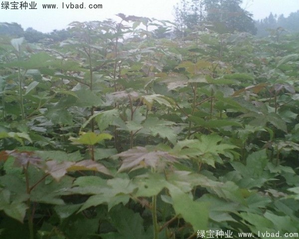 楓香<a href='http://www.njszjj.com/' target='_blank'>種子</a>