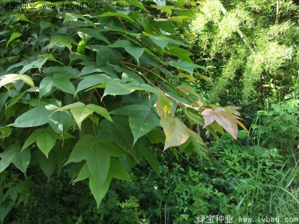 <a href='http://www.njszjj.com/linmuzhongzi/1839.html' target='_blank'>楓香種子</a>