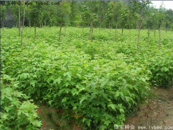 <a href='http://www.njszjj.com/linmuzhongzi/1839.html' target='_blank'>楓香</a><a href='http://www.njszjj.com/' target='_blank'>種子</a>
