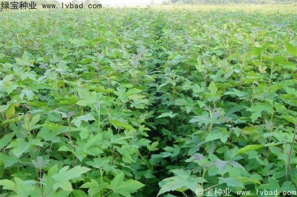 <a href='http://www.njszjj.com/linmuzhongzi/1839.html' target='_blank'>楓香種子</a>