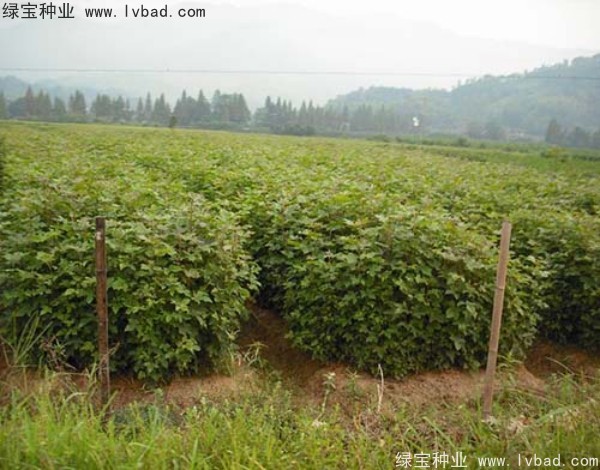 楓香<a href='http://www.njszjj.com/' target='_blank'>種子</a>